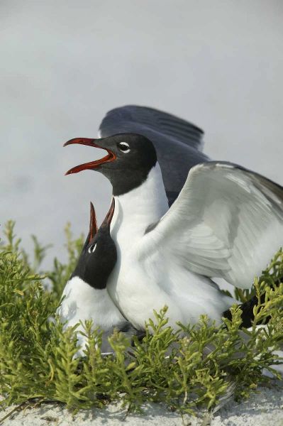 Florida, Egmont Key SP Laughing gulls mating